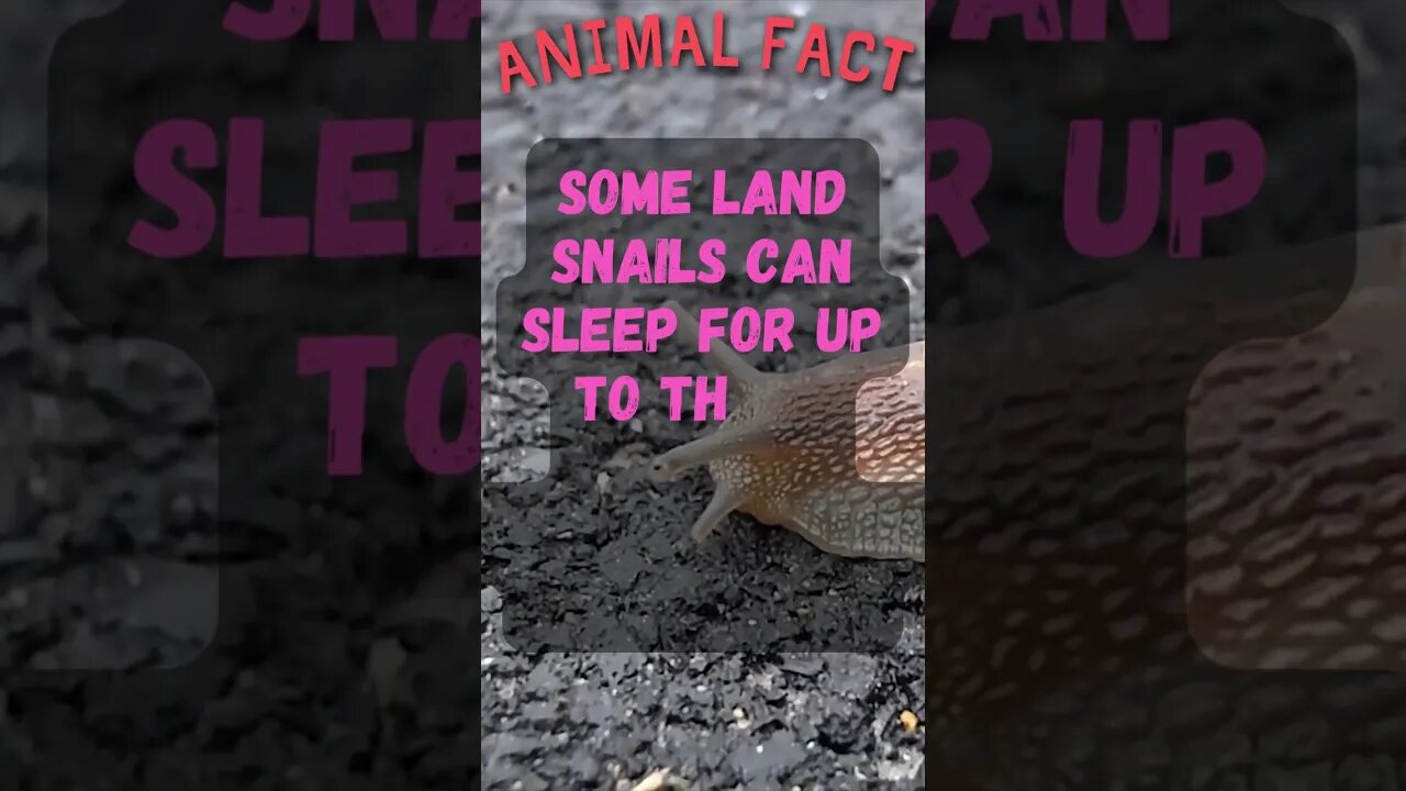 🐌Discover Fascinating Animal Facts👀 #shorts #shortsfact #animalfacts #funfactsshorts #snail