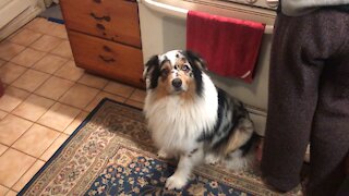 Totally obedient dog brings his owner's slippers