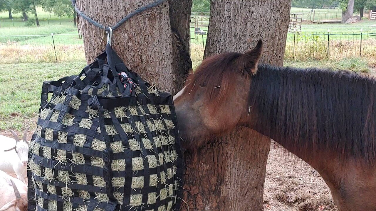 Gypsy Colt Quiggly and New Derby Originals Feed Bag