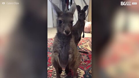 Baby canguro rilascia un peto e si scuote per dissolverne l'odore