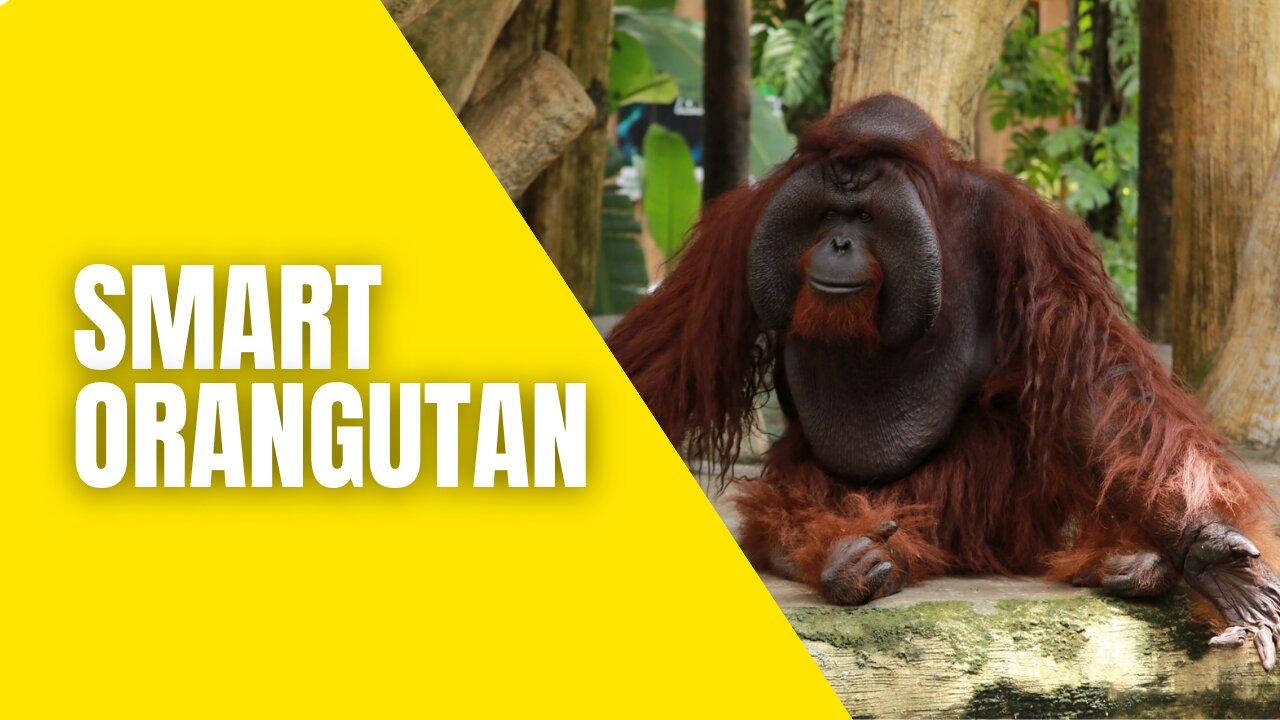 Smart orangutan does business with humans