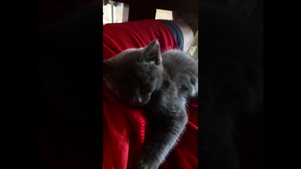 My new cat Dina Araz