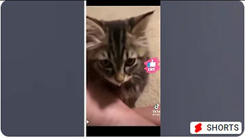 Cute and Funny Animal Video😂-- Funniest Viral Puppy Cat clips😹-- #shorts video #funny animals #cats