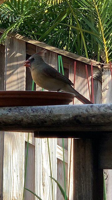 Our Backyard Bird Buddies