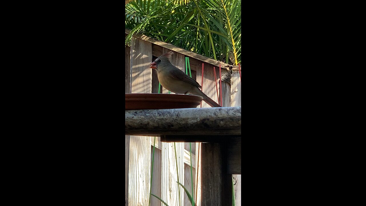 Our Backyard Bird Buddies