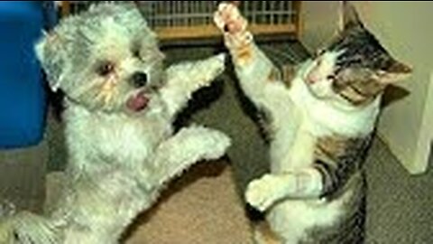 pet boxing match 2023!