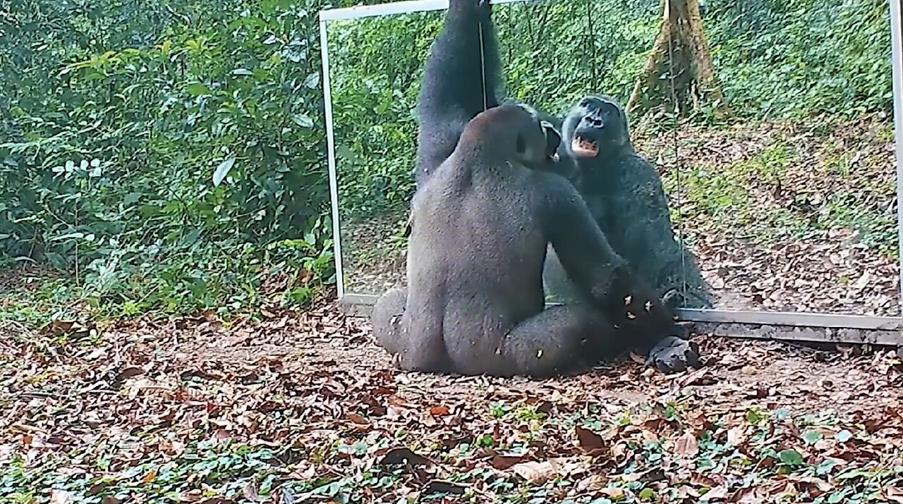 Animals vs Mirror!!! Animals' reaction to own mirror image !