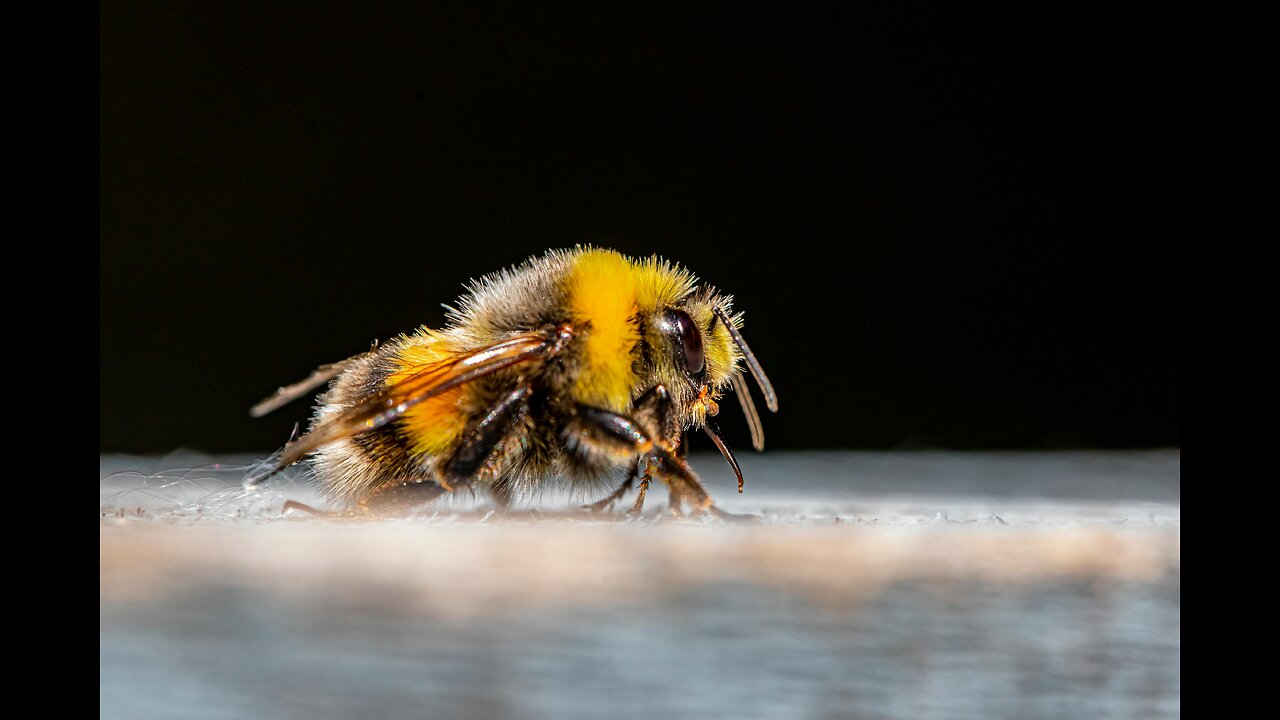 Giant furry bumblebees