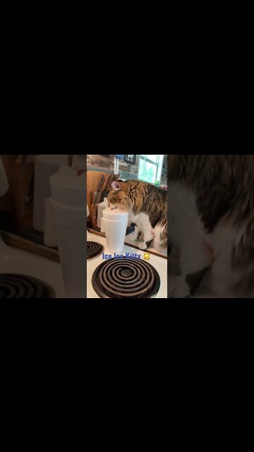 Cat Eats and LOVES ICE