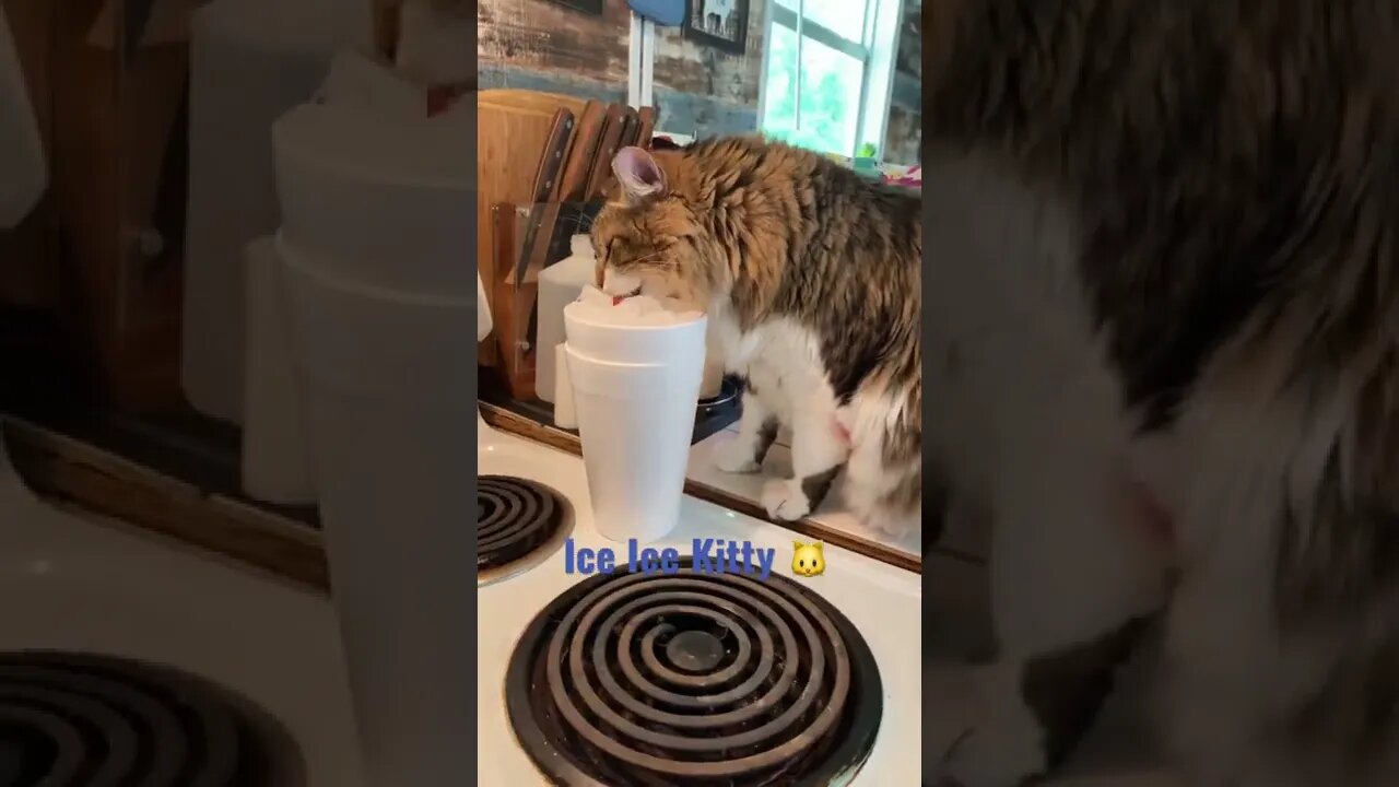 Cat Eats and LOVES ICE