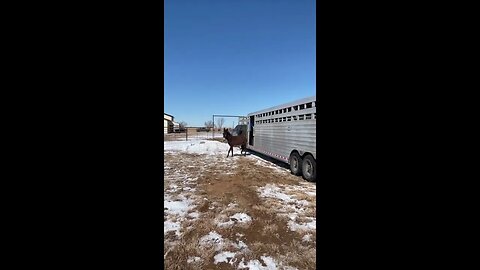 Rescued Belgian Draft Horse Delivery Day Ep.8