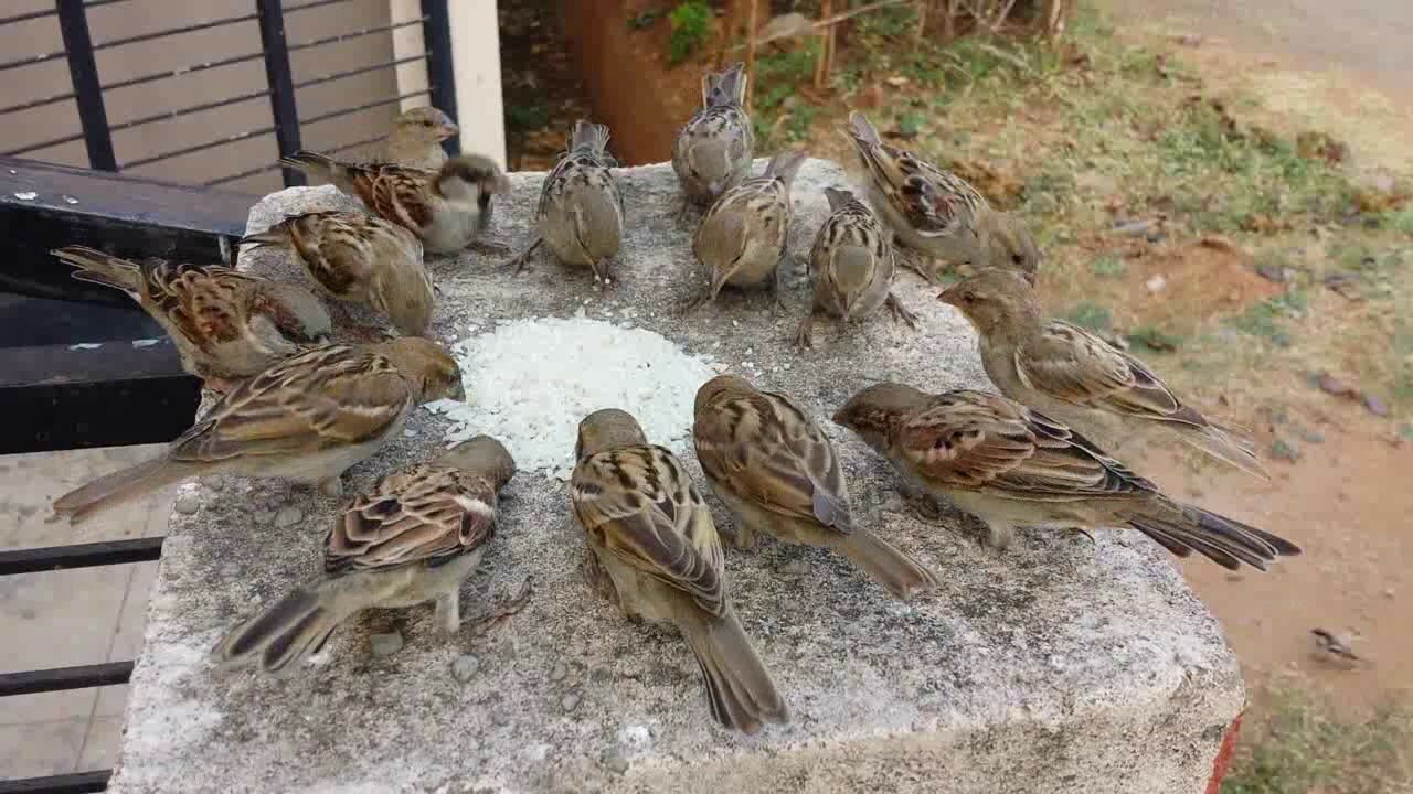 Save Sparrow Birds