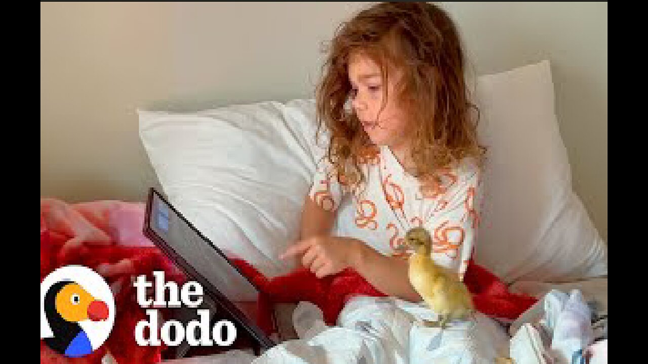 Little Girl And The Baby Duck She Rescued Are Now BFFs | The Dodo