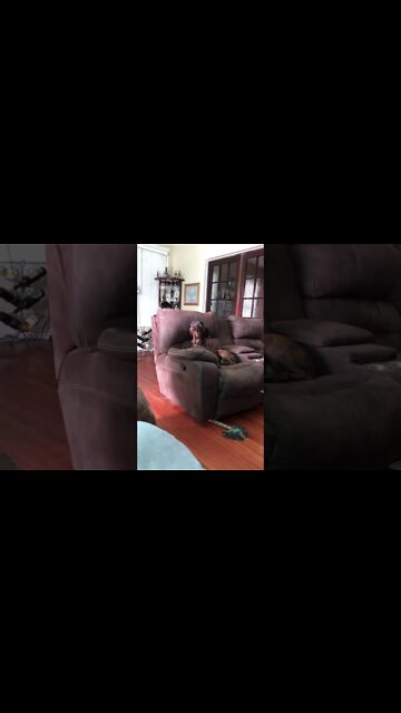 Smush wants a job with the fire department