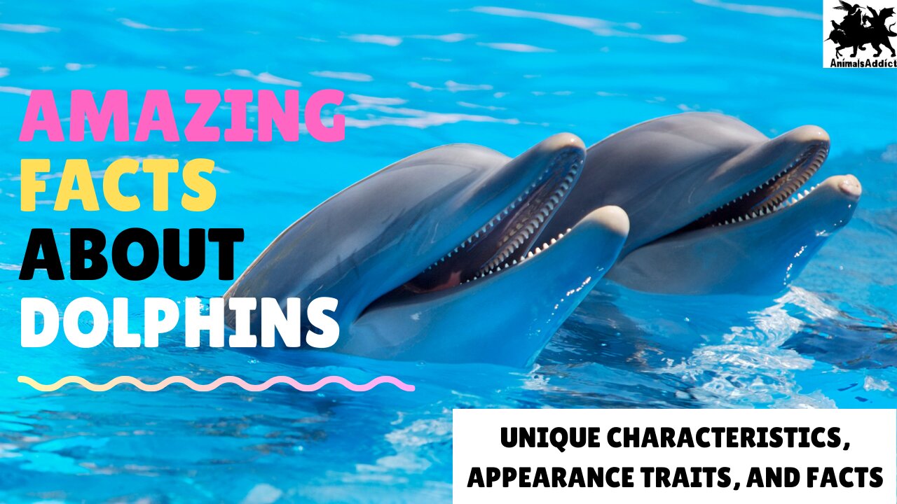 Amazing Facts About Dolphins | Dolphin Fish Facts, Traits And Appearance| Animals Addict