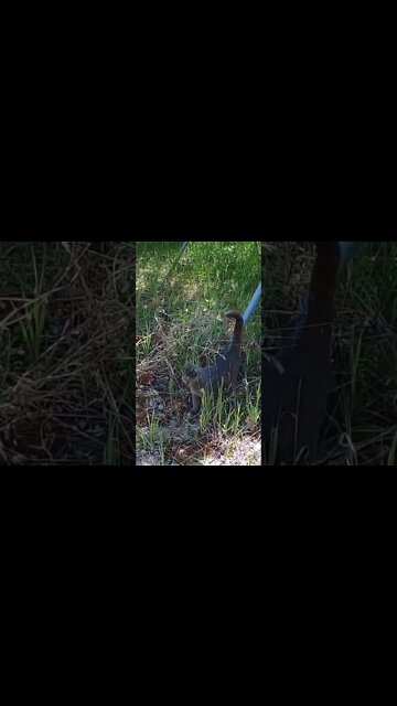 Cat glucose Intolorent?