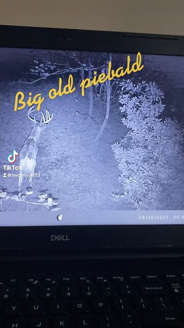 Look at this big old buck