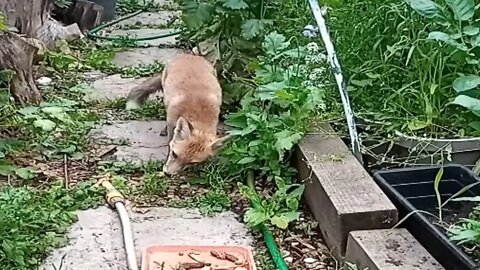 🦊Friendly urban fox frolics and eats in a lush summer garden #SHORTS