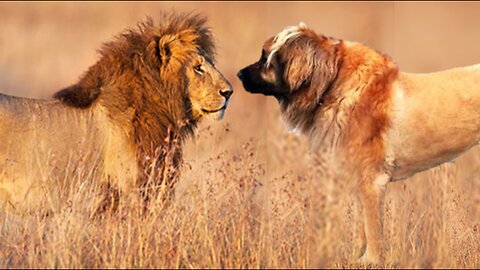 PRANK: Fake lion vs Dog | Fake funny dog, lion prank