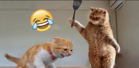 Funniest animal 2023 best cat video