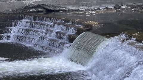 Salmon run Humber River 2022 edition 16