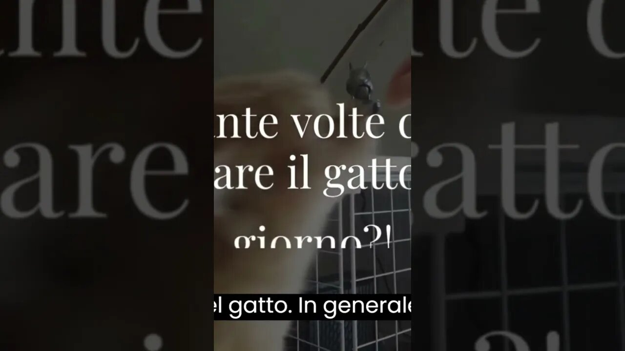 quande volte deve mangiare il gatto in un giorno?