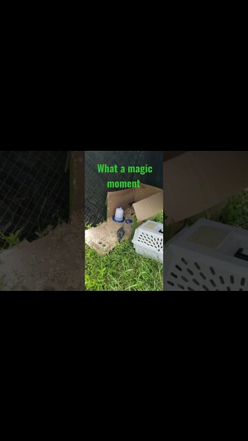 Chicks first time on grass. Chickens first day outside #short