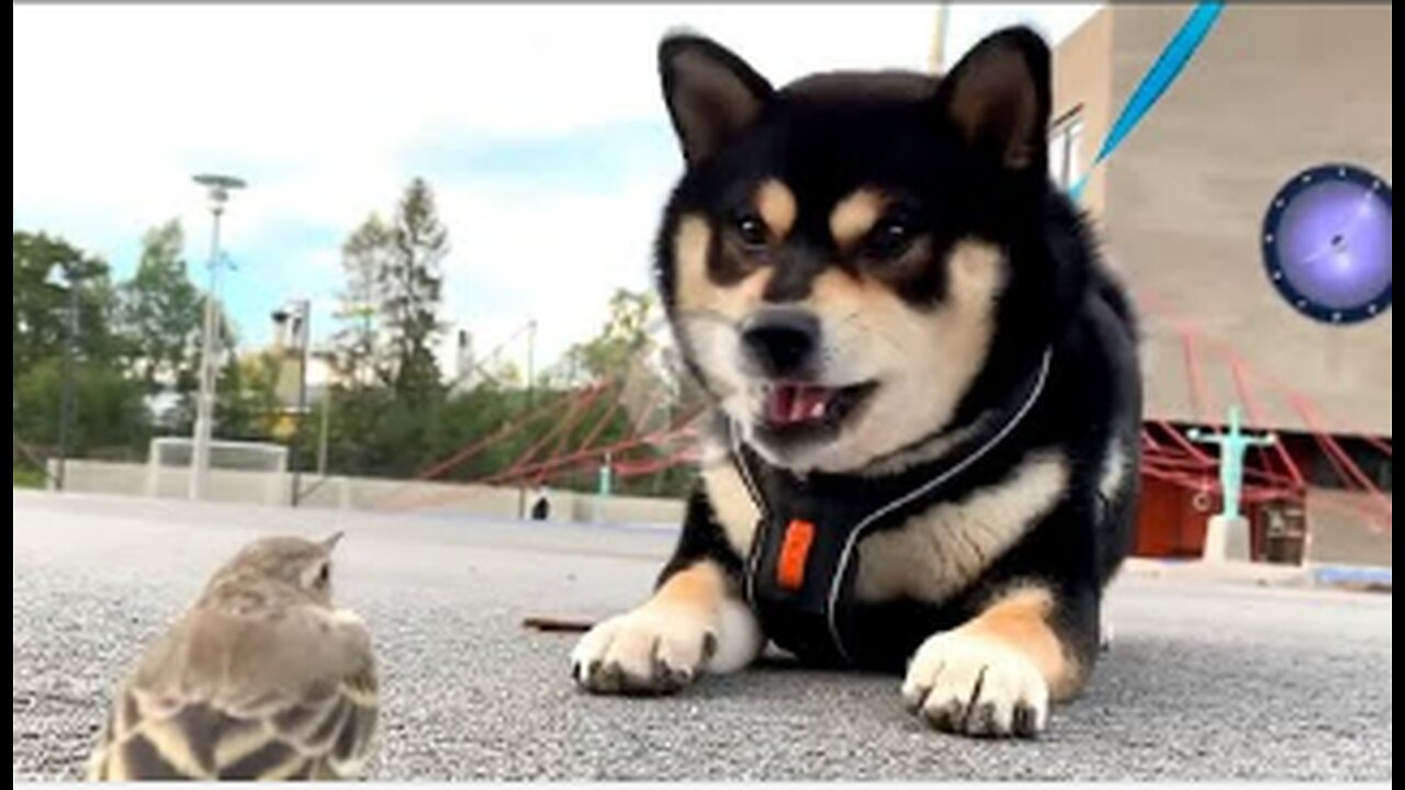 Dog attack sparrow, try to eat it,rescuE