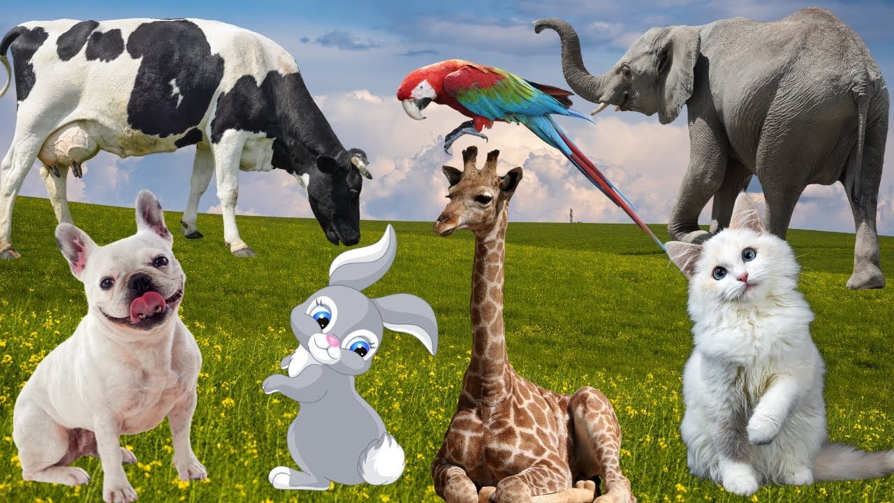 Farm animal food - Cow, dog, horse, goat, chicken, duck, cat, sheep, pig, donkey - Animal sounds