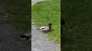 Why do Ducks tilt their heads often?