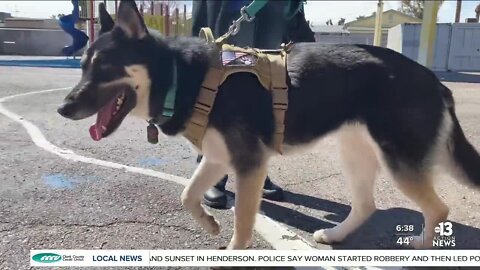 Students improve literacy reading to rescue dogs