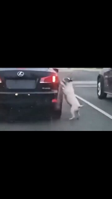 Heartbreaking: Dog Trying To Get Back Into Car After Its Owner Abandons It In The Middle Of The Road