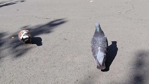 Fat Pigeons Are Being Fed