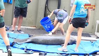 ZooTampa Helping Manatees | Morning Blend