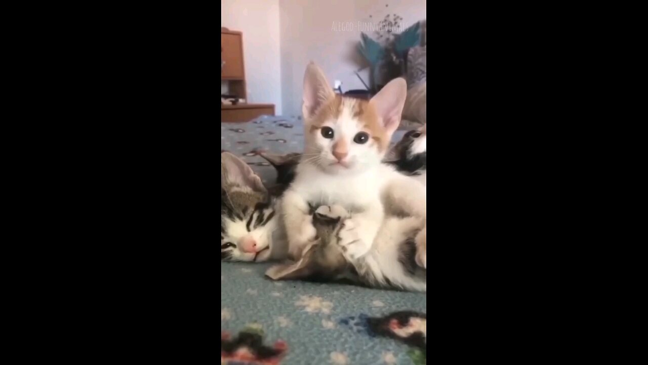 funny animal videos