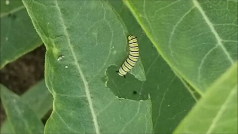 Contrasts: Humongous Onions and Minuscule Monarchs