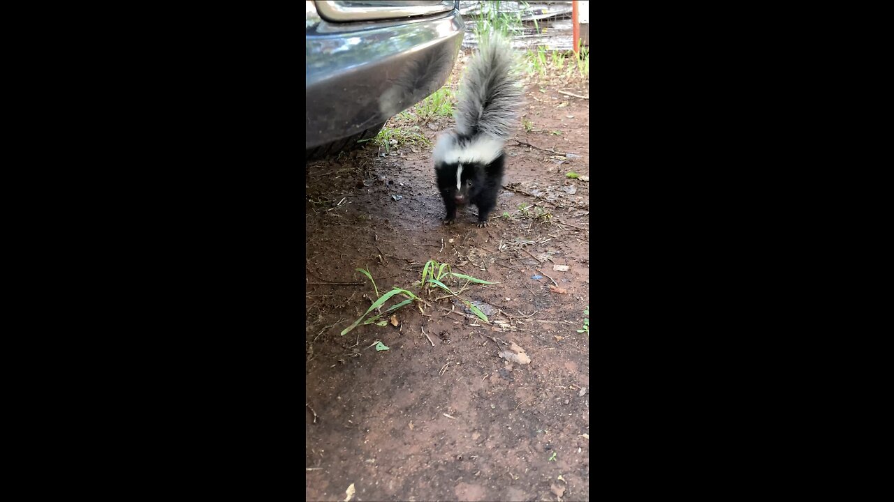 Baby skunk in my yard !!!