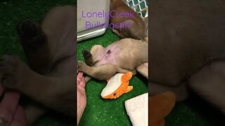 Puppy sleeping puppies. LonelyCreek