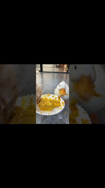 Cat vs duck