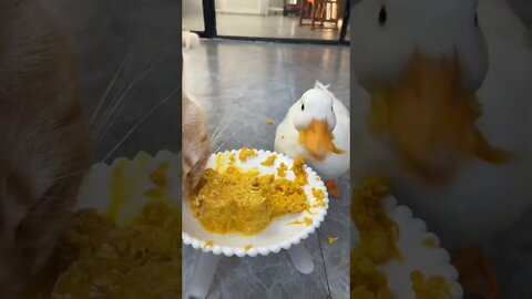 Cat vs duck