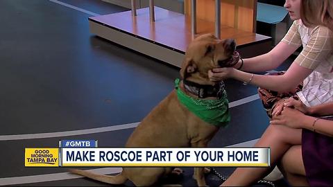 Rescue in Action: Roscoe, our July 8 superstar