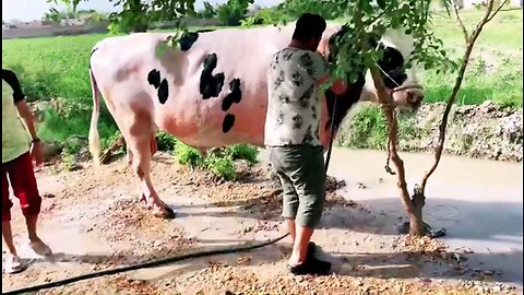 Biggest Australian Bull | Pakistan | cow mandi 2023