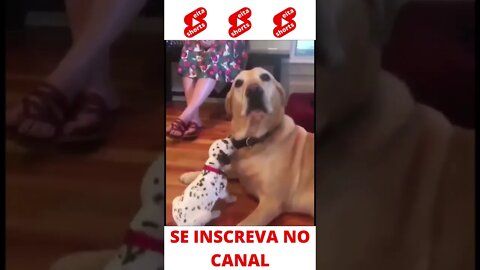 Dálmata querendo atenção do Cachorrão #shorts