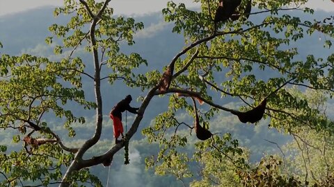 The Wild Honey Harvesters