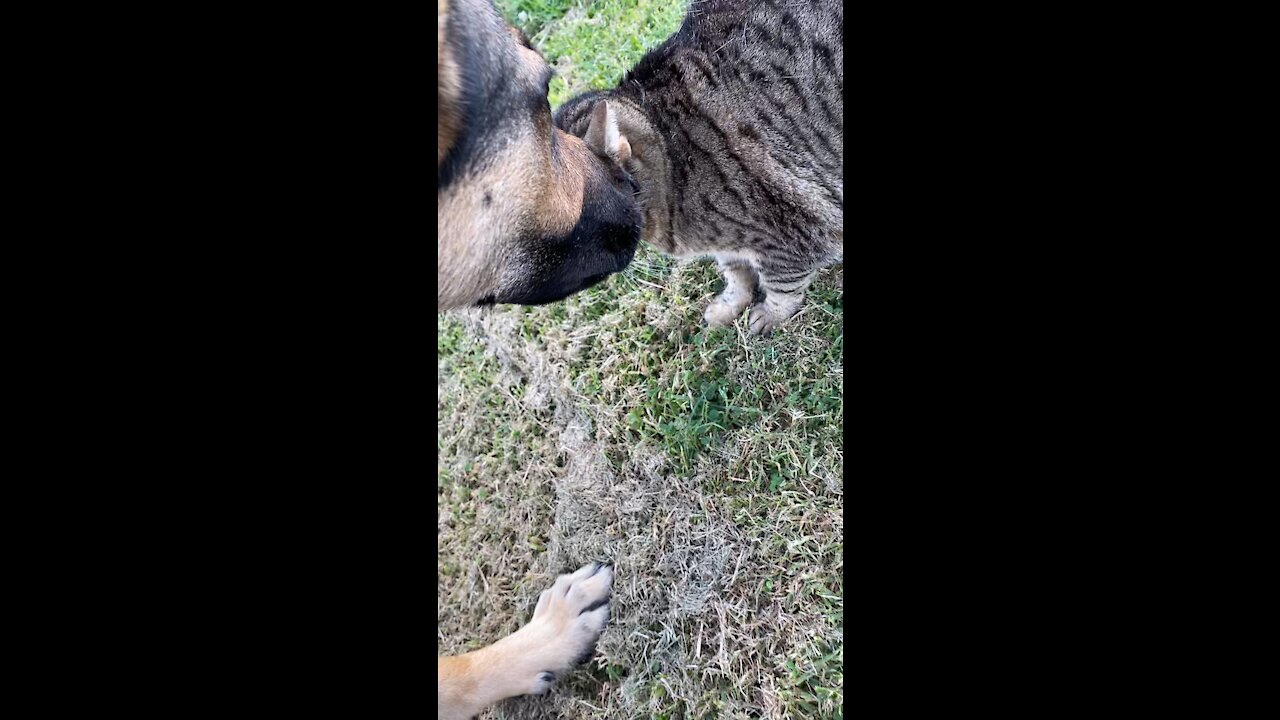 German Shepherd makes friends with a very chunky cat