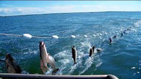 Amazing Automatic Lines, Catching and Processing Fish Right on Ship, Big Catch in The Sea //