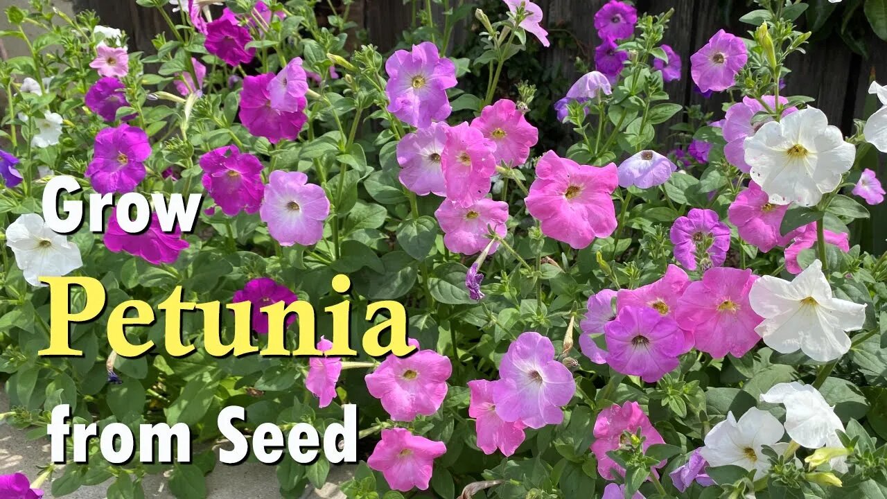 How to Grow Petunia from Seed | An Easy Planting Guide