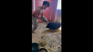 Snatched a Piglet
