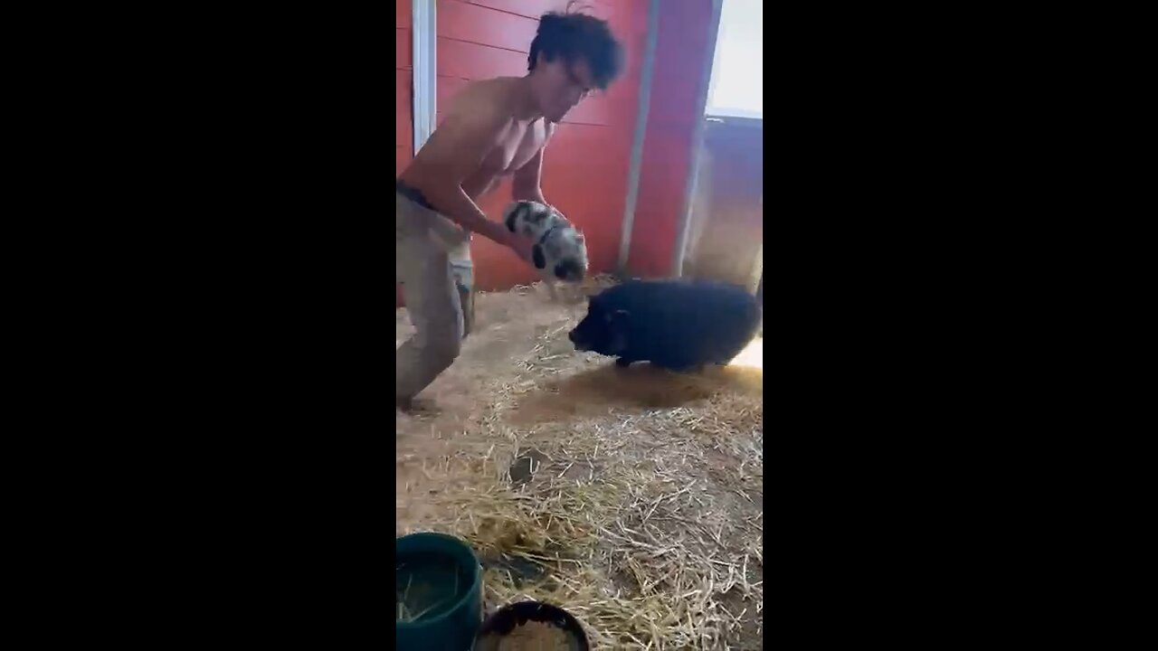 Snatched a Piglet