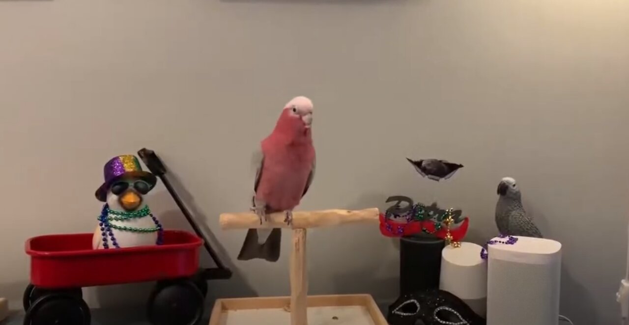 Funny Parrots Going Crazy Parrots Compilation